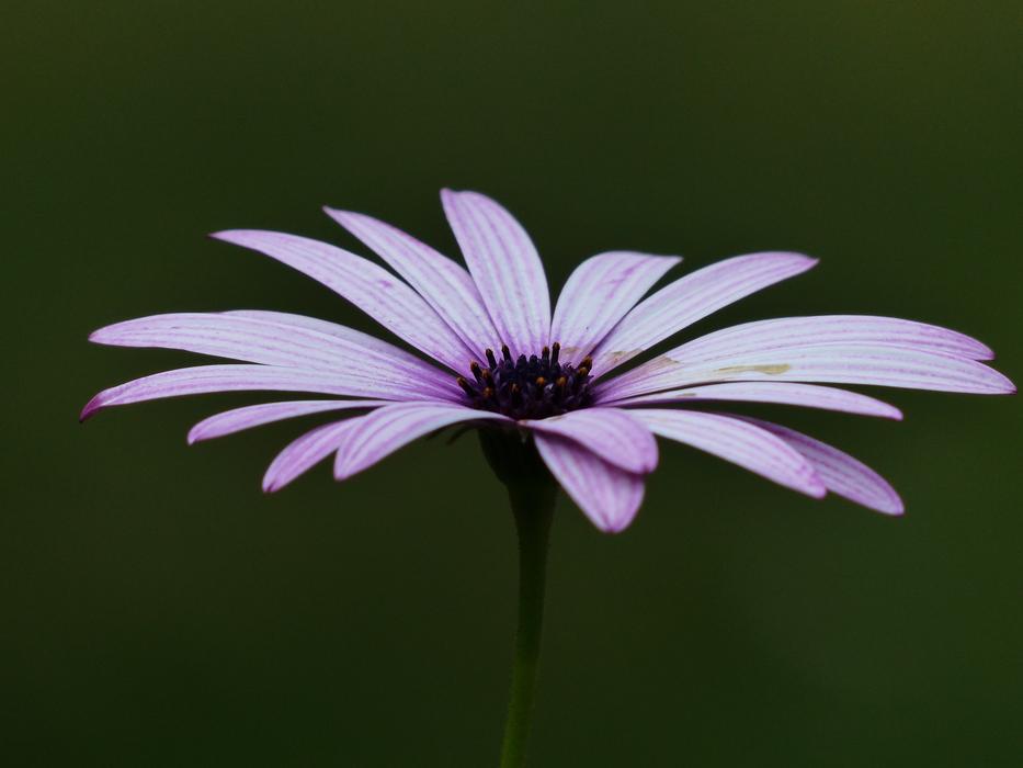 Cape Basket Flowers Light Purple