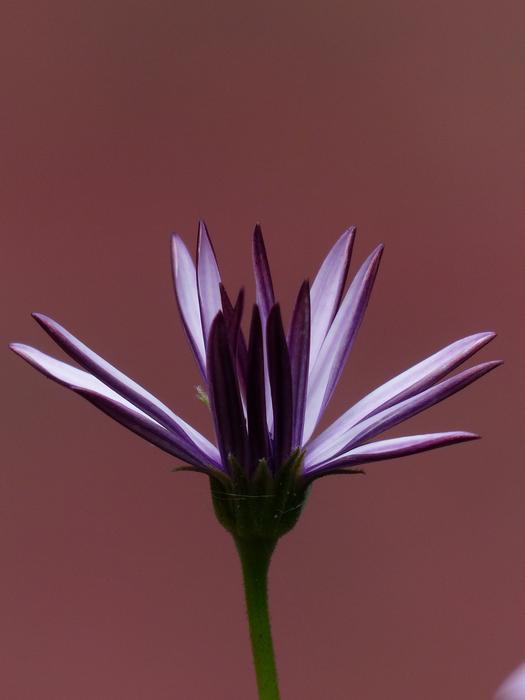 Cape Basket Flowers Light Purple