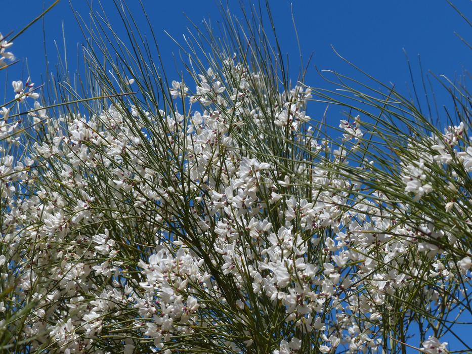 Gintster Flowers White