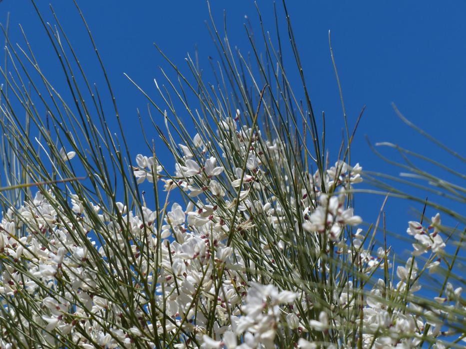 Gintster Flowers White