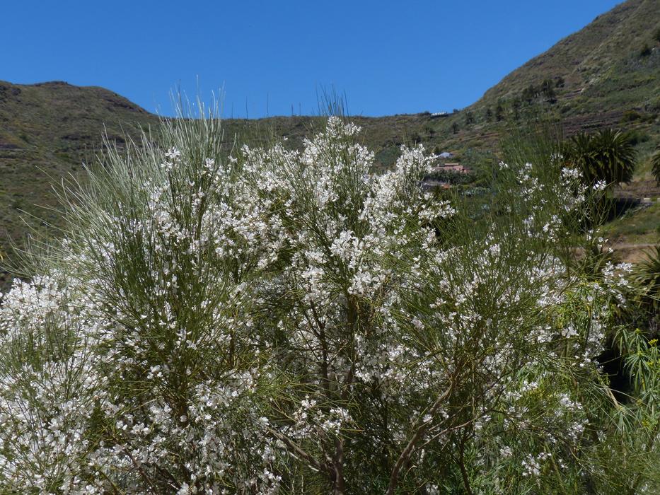 Gintster Flowers White