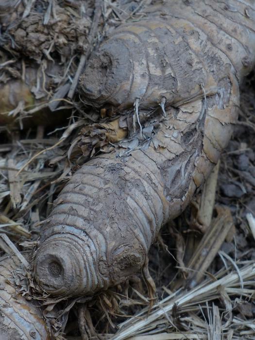 Root Tubers Bamboo