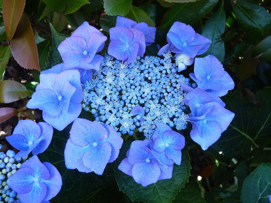 Plate Hydrangea Blue