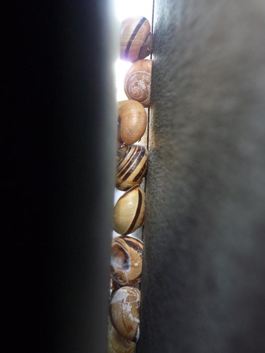 Snail Shell Gap Crack