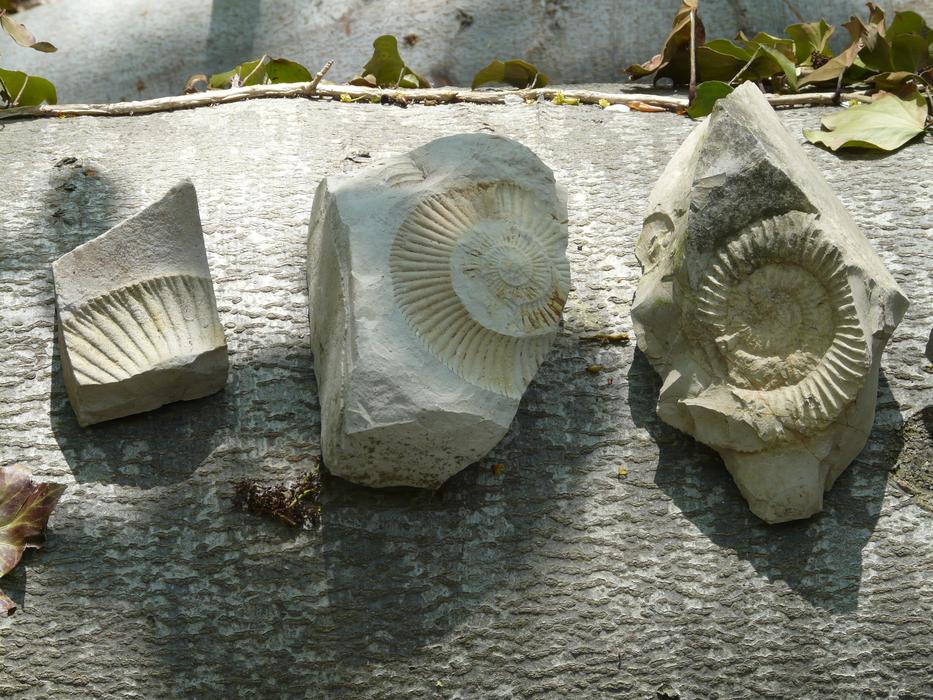 Fossils Ammonites Stones