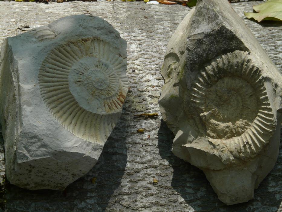 Fossils Ammonites Stones