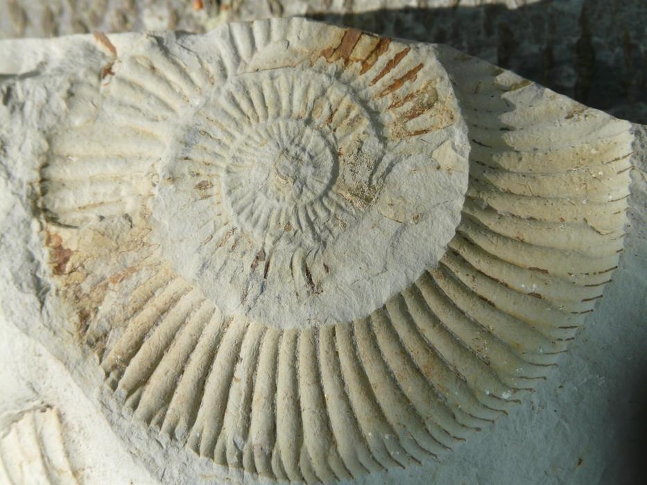Fossils Ammonites lime Stones