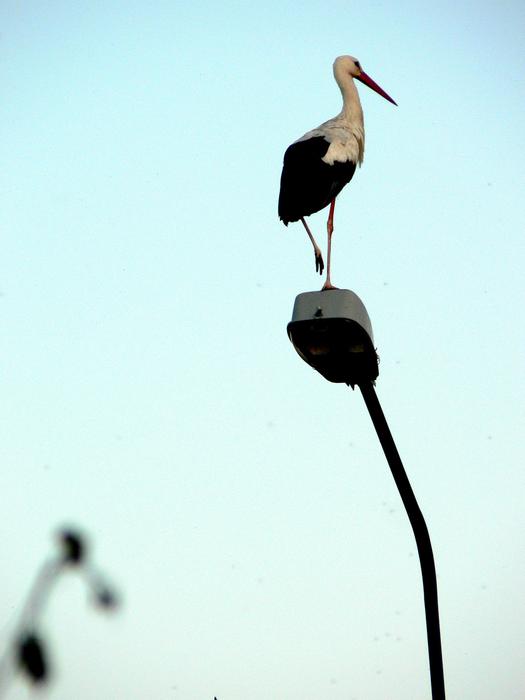 Stork Masuria Giby