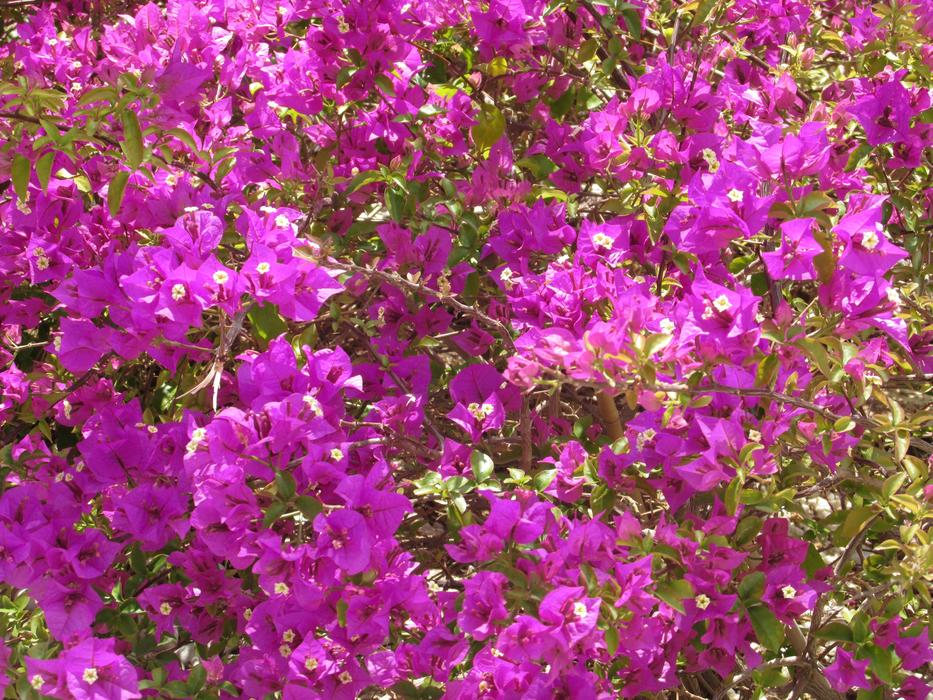 Bougainvillea Flowers Sea Of