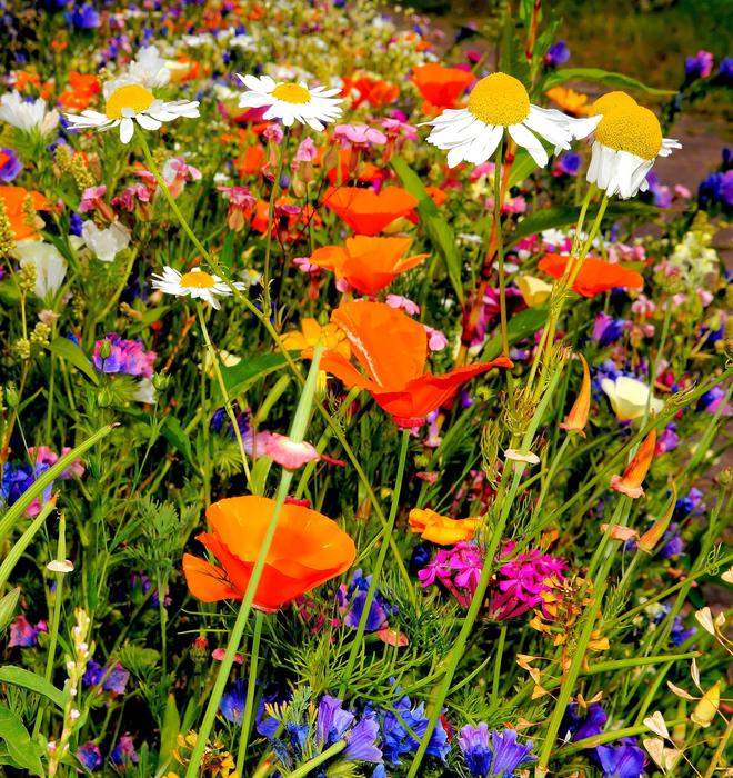 Colorful Flowers Wild