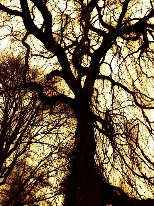 Yellow Sky Tree