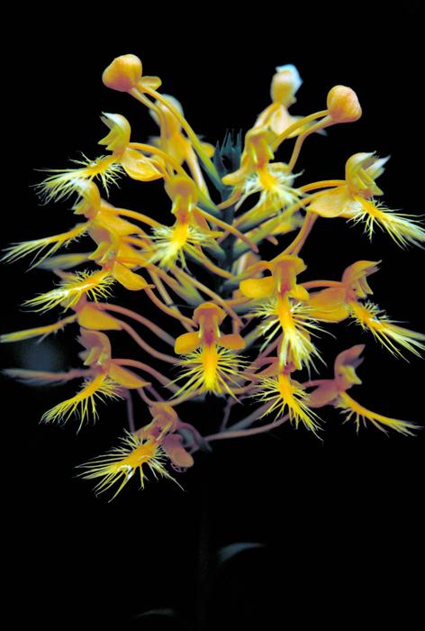Flowers Blossoms Yellow