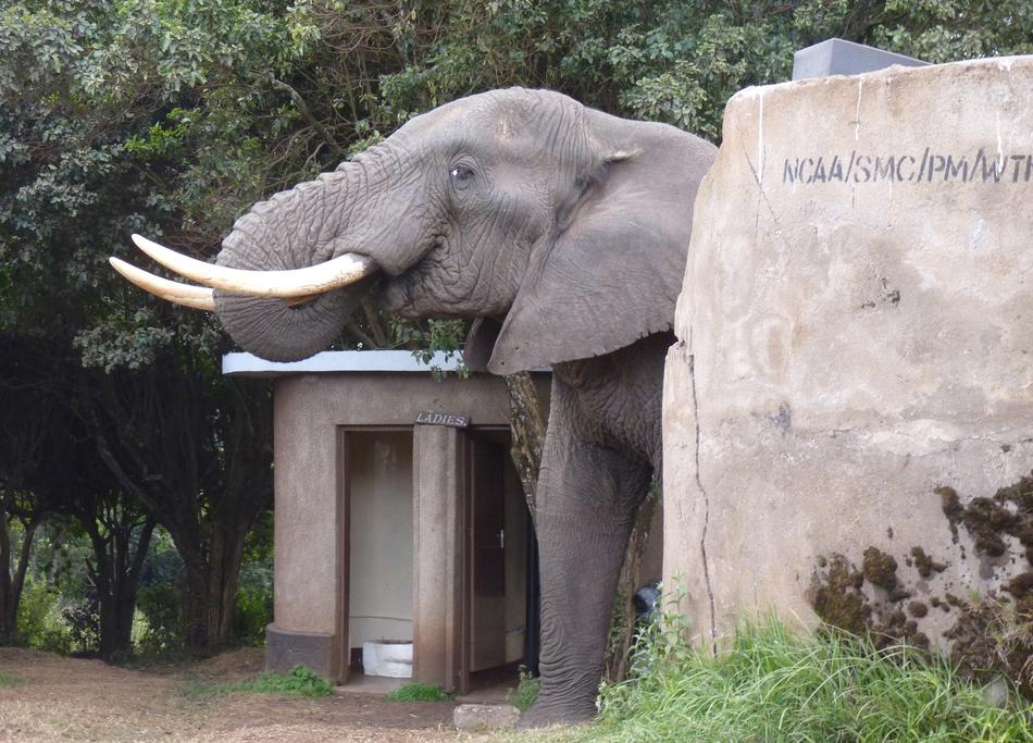 Elephant Africa Toilet