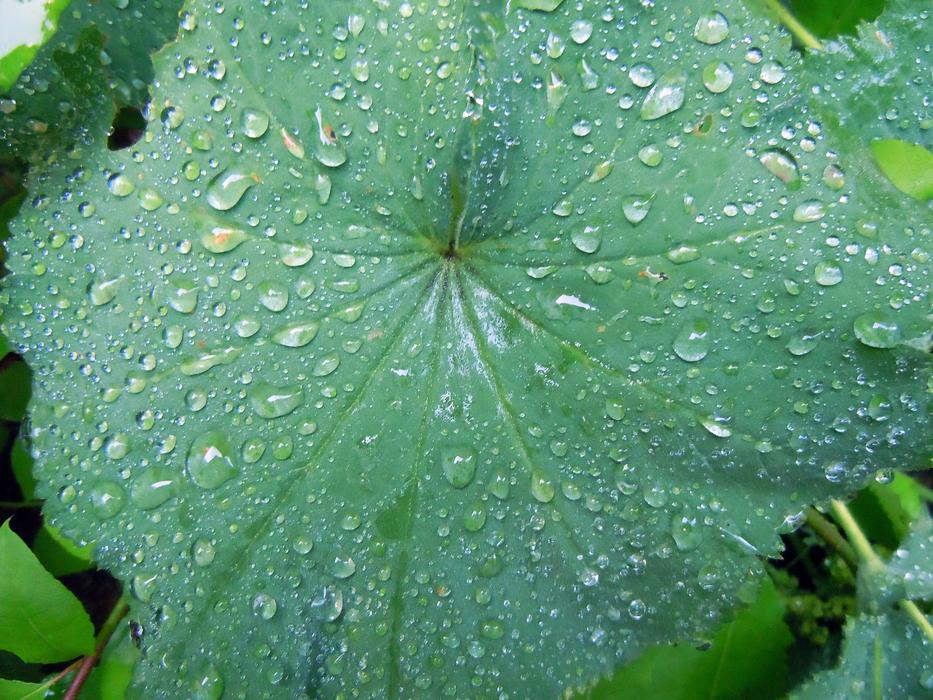 Frauenmantel Leaves Close Up