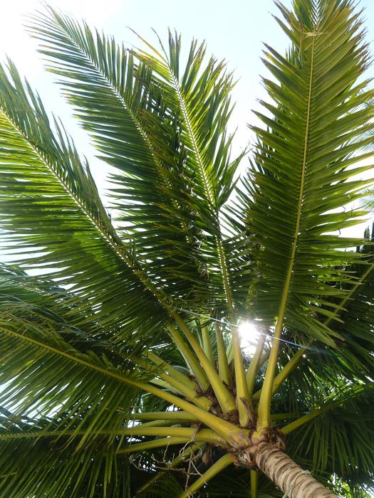 Palm Coconut Tree
