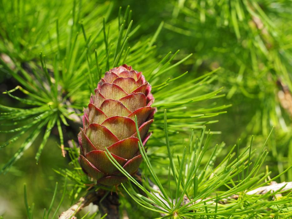 Tap Occidentalis Tree