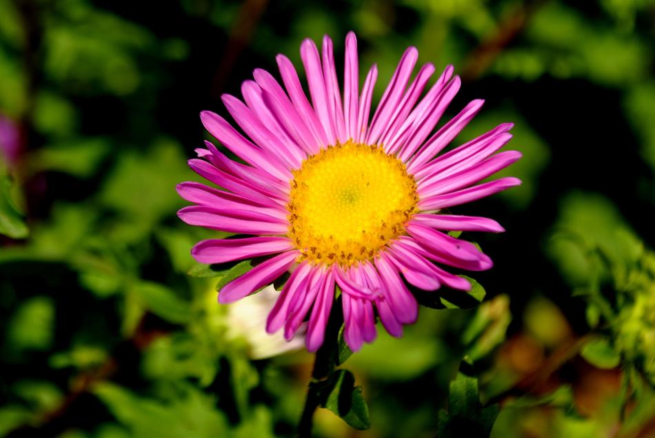 Flower Pink yellow close-up on blurred background
