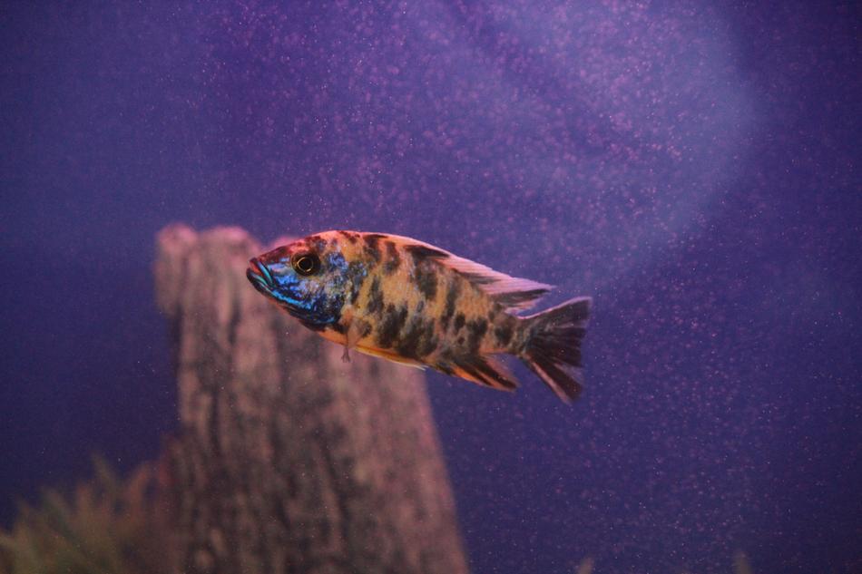 Fish Tank