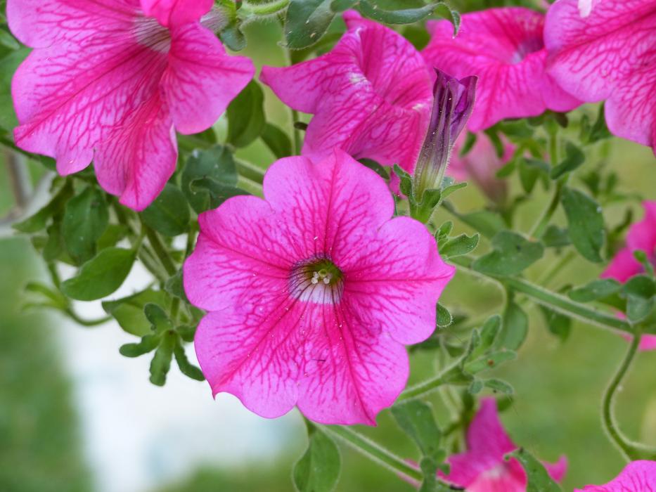 Flowers Surfinie