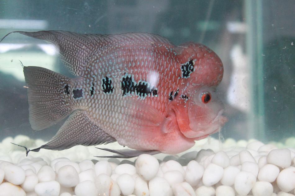 Fish Tank