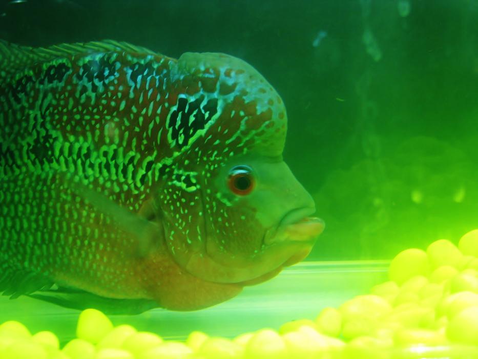 Fish Green Aquarium