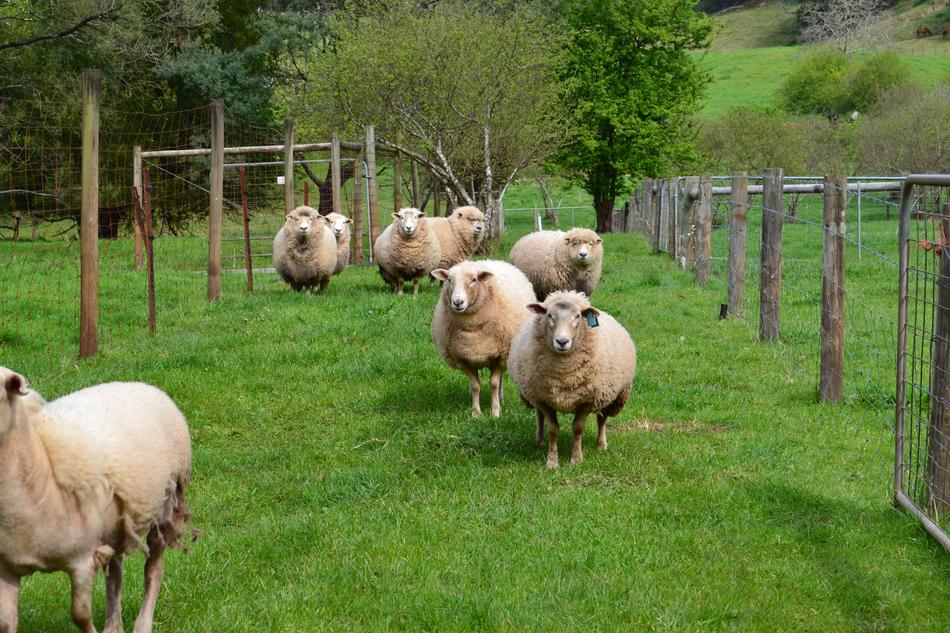 Sheep Gippsland Victoria