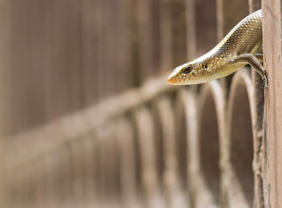 skink on the fence in the garden
