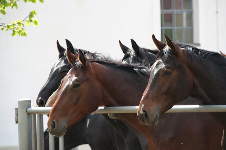 Horses Stud Breeding