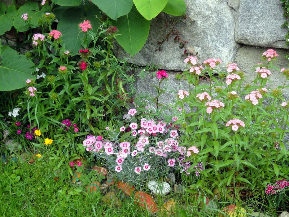 pink, red and white twigs in the garden