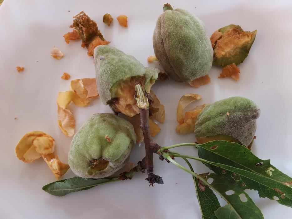 Almond The End Of Meal Barks