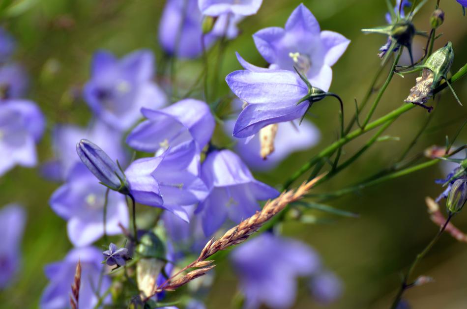 Blue Bell Flowers