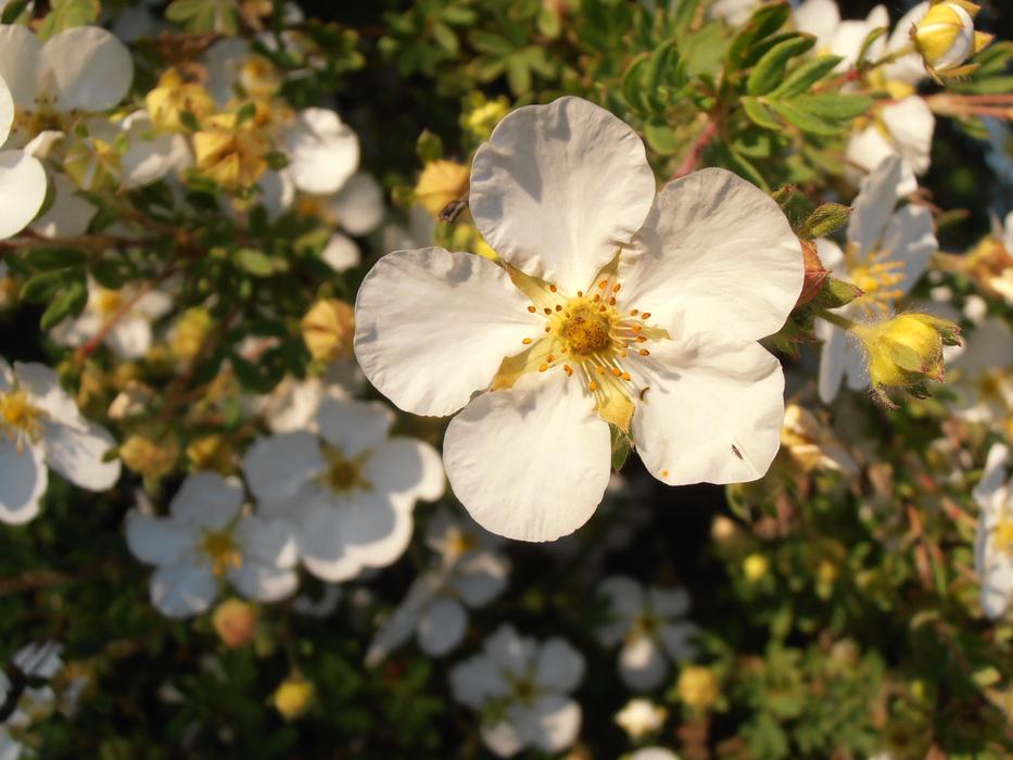 Flower Spring white yellow