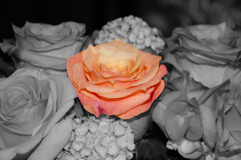 orange rose in black and white bridal bouquet