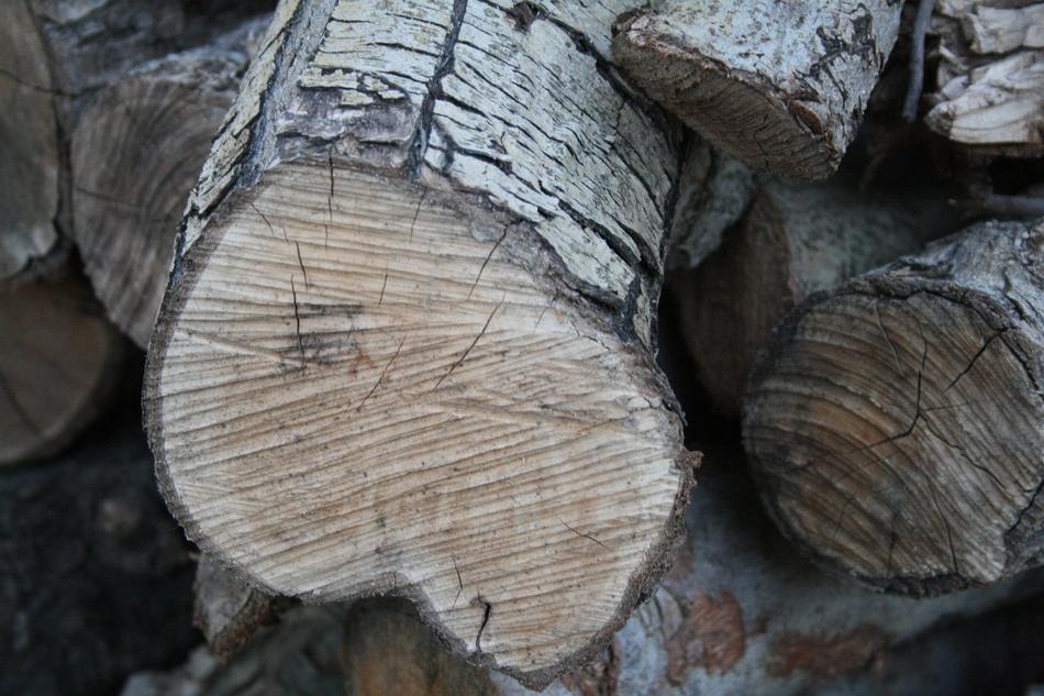 logs, annual rings