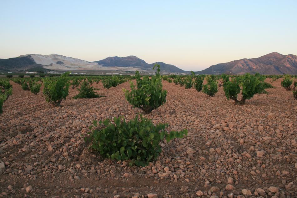 Algueña Alicante Vine
