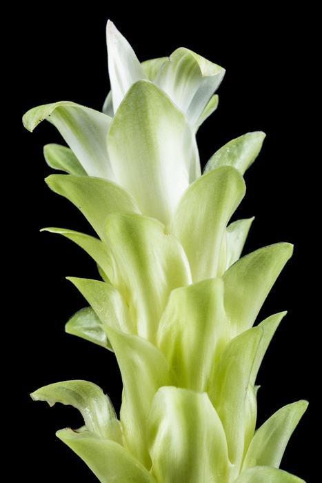 green Flower abstract