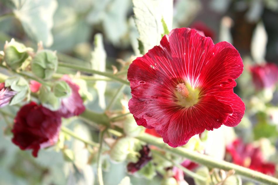 Mallow Summer Bloom