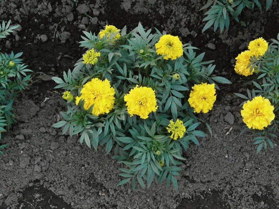 Marigold Yellow Flowers in Summer