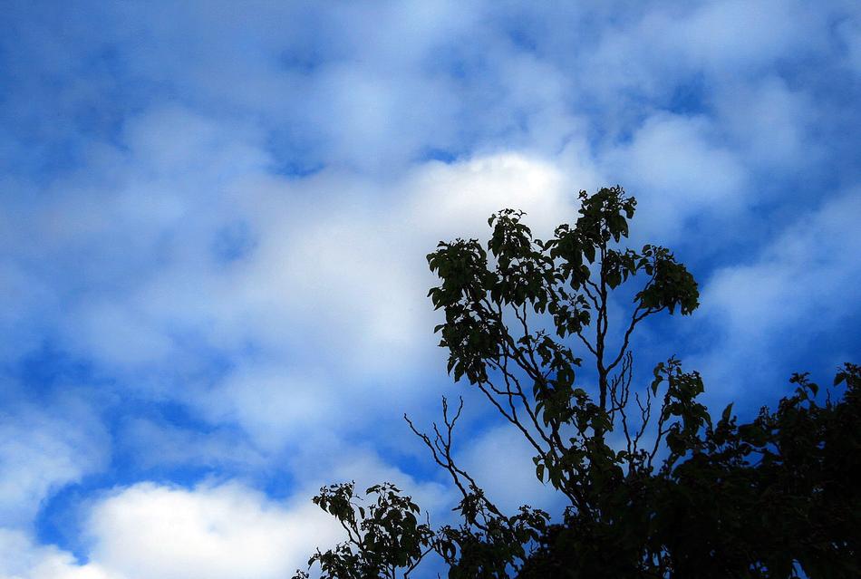 Tree Sky Blue