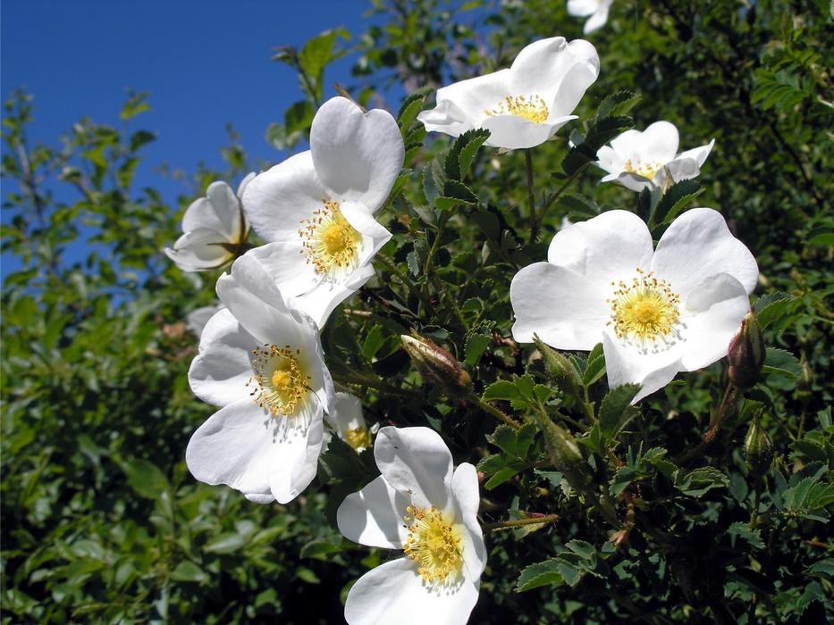 Wild Rose Roses Tender