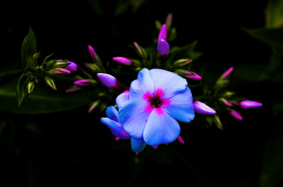 Phlox Bloom black background