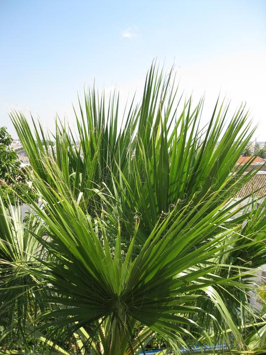 Palm Summer Sky