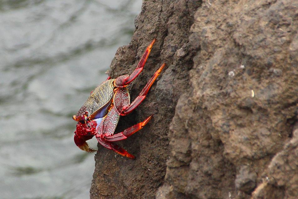 Crab Cancer Pliers