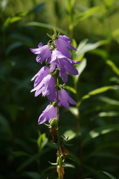 Bellflower Kellokukinto Lilac