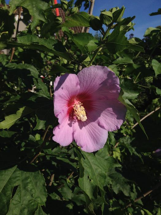 Close-up of the beautiful, pink hibiscus flower, with the colorful core, with the green leaves