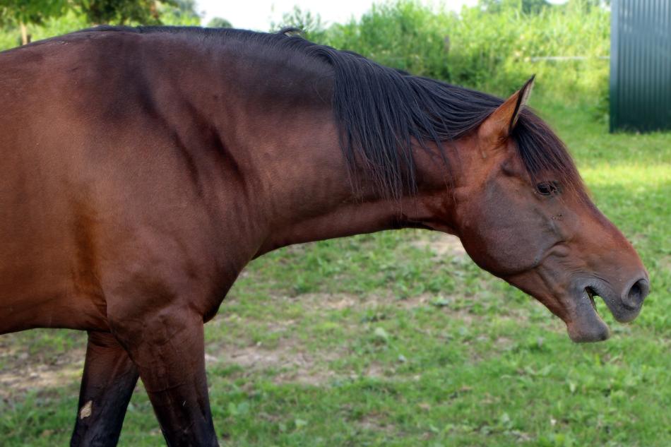 Neigh Horse Grumble