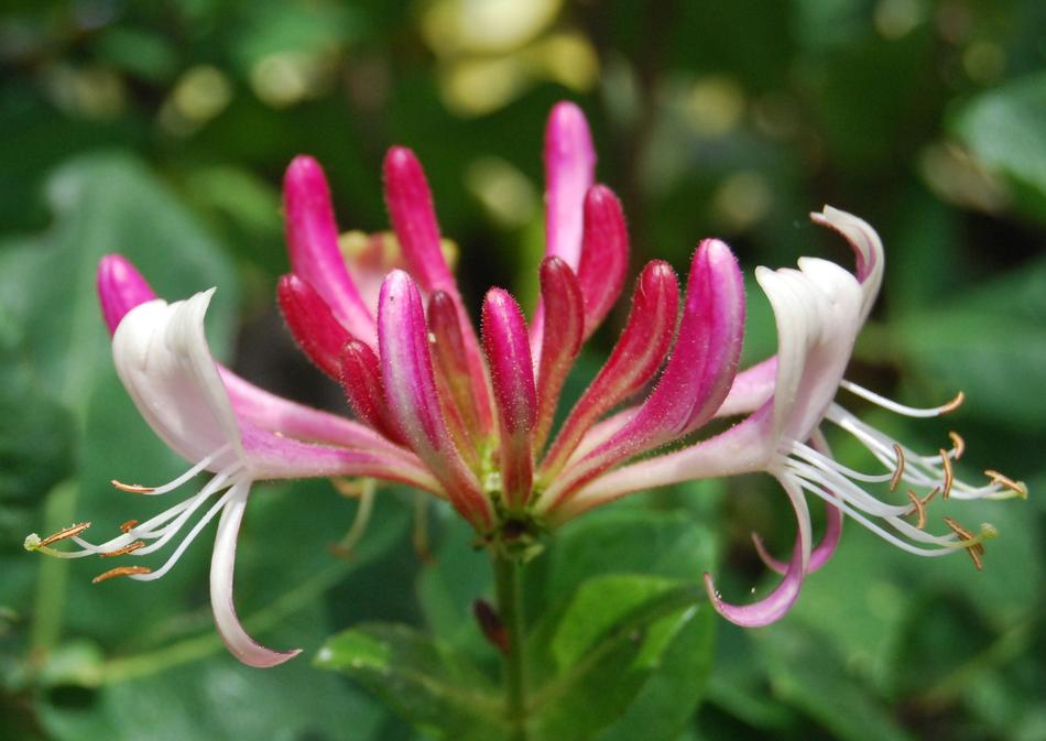 pink Lonicera flowers