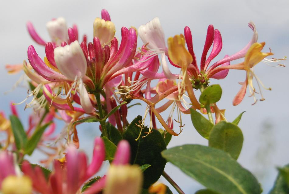 Honeysuckle in bloom close-up on blurred background