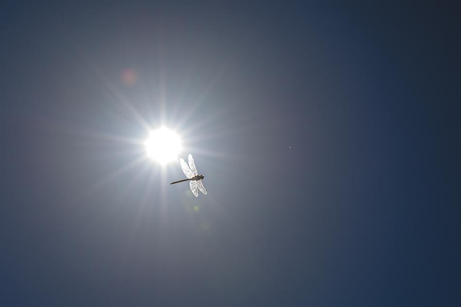 Sun Dragonfly