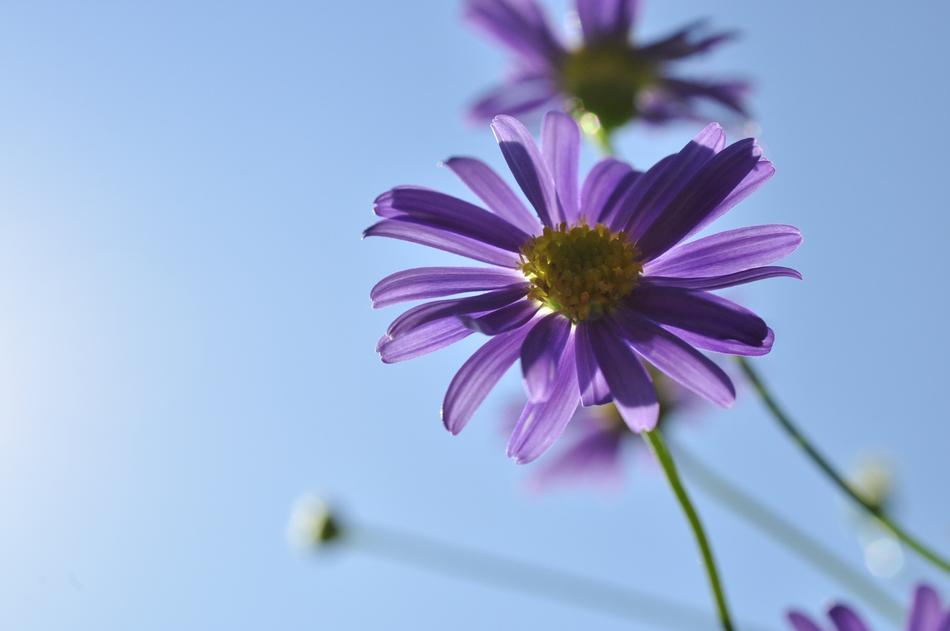 summer purple flowers on blurred background